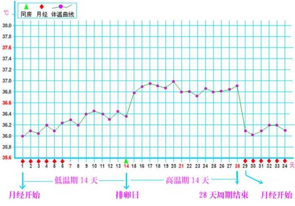 重慶送子鳥醫院,卵細胞排出
