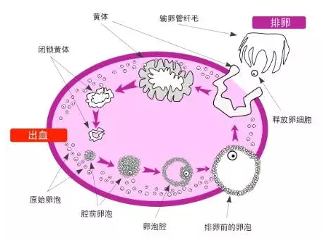 重慶送子鳥醫(yī)院