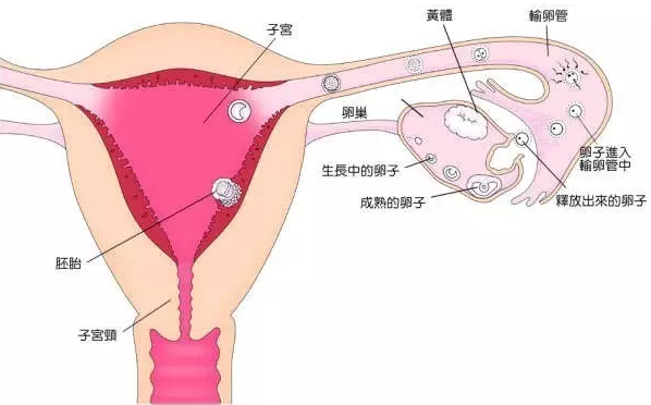 重慶送子鳥醫(yī)院